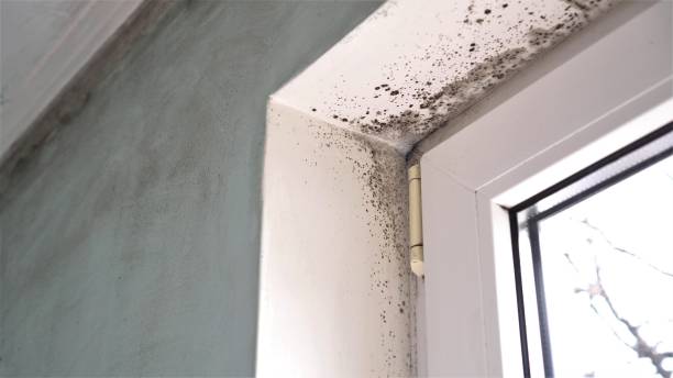 Professional Mold Remediation in Lyman, SC