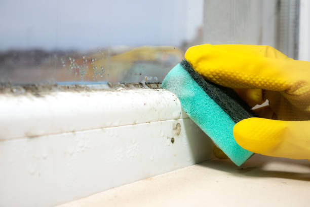 Best Emergency Mold Remediation in Lyman, SC