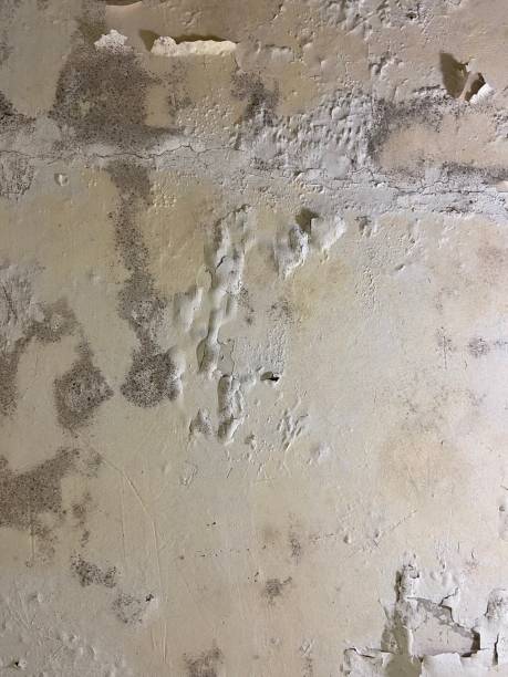 Best Post-Flood Mold Remediation in Lyman, SC