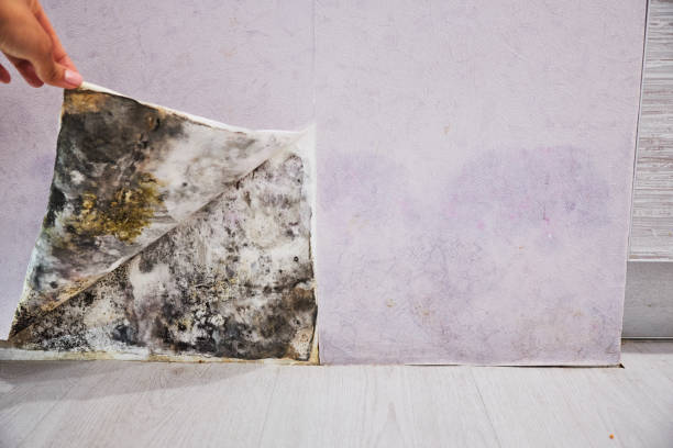 Best Bathroom Mold Remediation in Lyman, SC
